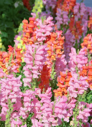 💐Double Snapdragon Mixed Color Seeds