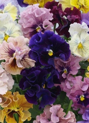 Pansy Giant Fancy Mix Seeds