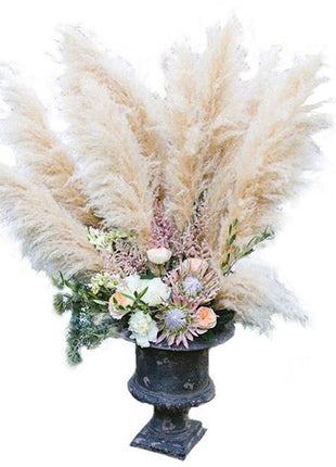 100Pcs Muhlenbergia Capillaris