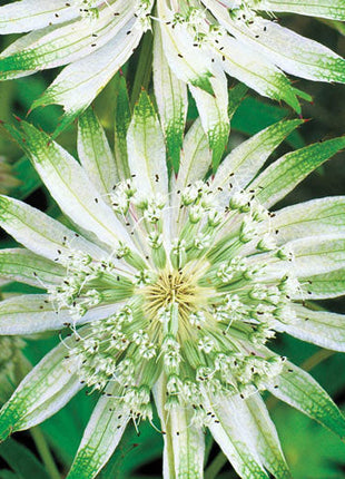 Shaggy Astrantia