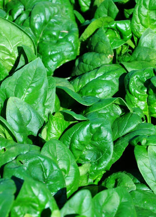 Spinach Regiment F1 Organic