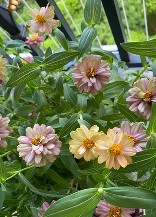 Dwarf Zinnia Seeds - New in 2024