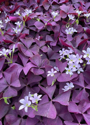 💜Purple Luck Oxalis Bulbs