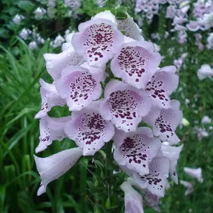 Foxglove Seeds Digitalis Purpurea Seeds