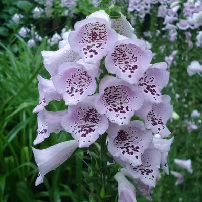 Foxglove Seeds Digitalis Purpurea Seeds