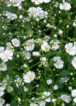100pcs Gypsophila seeds Baby's Breath Gypsophila