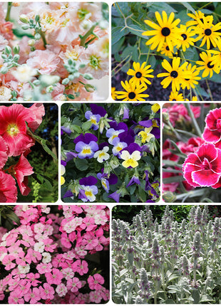 First Year Flowering Perennial Wildflower Seed Mix