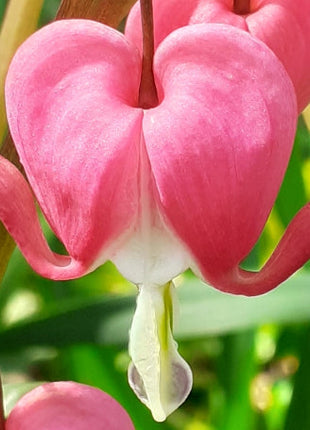 Dicentra formosa 'King of Hearts'