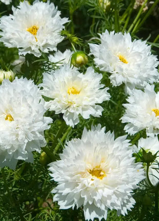 🌸Double Cosmos Seeds-Flower of Happiness