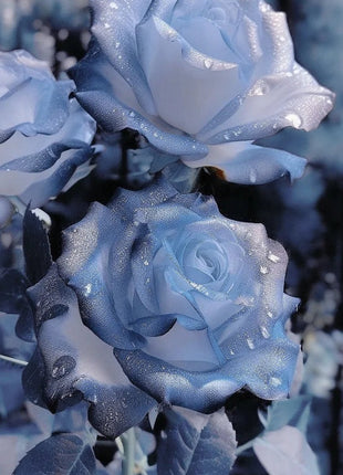 Rare Blue Chill Rose Seeds