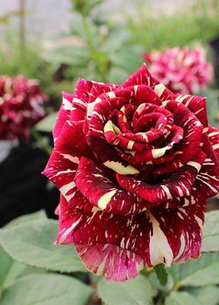 20 Pcs/bag Meteor shower rose