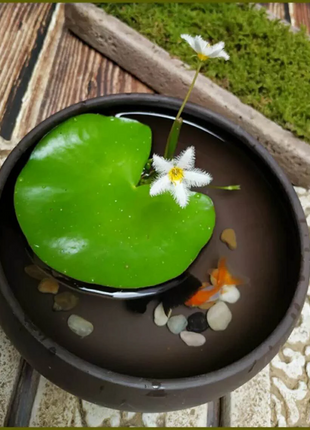 Hydroponic Plants Water Snowflake