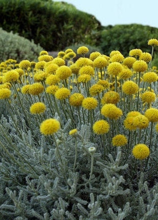 Craspedia flower - 50 Seeds - Non GMO