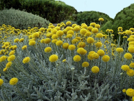 Craspedia flower - 50 Seeds - Non GMO