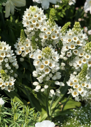 Ornithogalum 'Sonoran White'