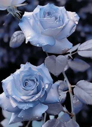 Rare Blue Chill Rose Seeds