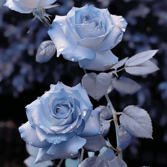 Rare Blue Chill Rose Seeds