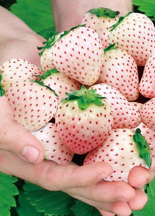 1 Bag Rare Milk Strawberry Seeds