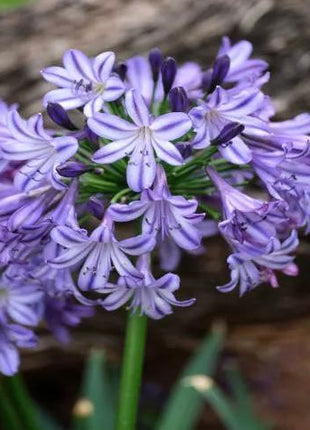 Agapanthus africanus 'Midnight Star'