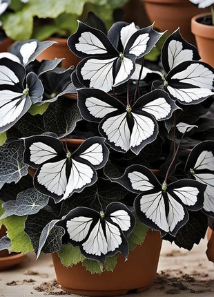 Black and White Butterfly Begonia🦋