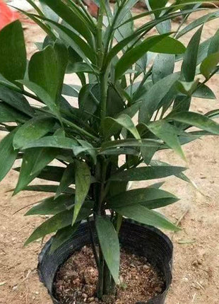 Lucky Bamboo Cypress Seeds – Indoor Live Houseplants for Home Décor, Low-Light Bamboo Plant, Feng Shui Good Luck Plant