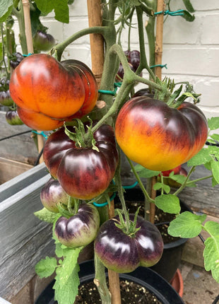 Lucid Gem Tomato Seeds Organic, Heirloom Tomatoes