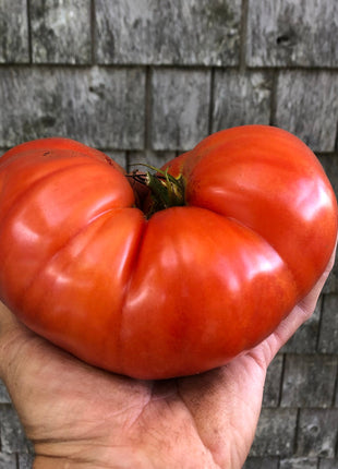 Beafsteak Tomato Seeds