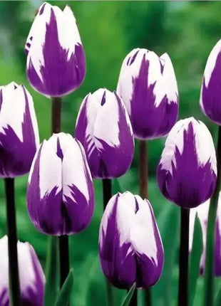 Bonsai Rare Color Tulip Seeds-Purple