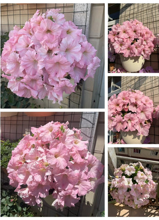 🌸The Latest Petunia Varieties In 2024