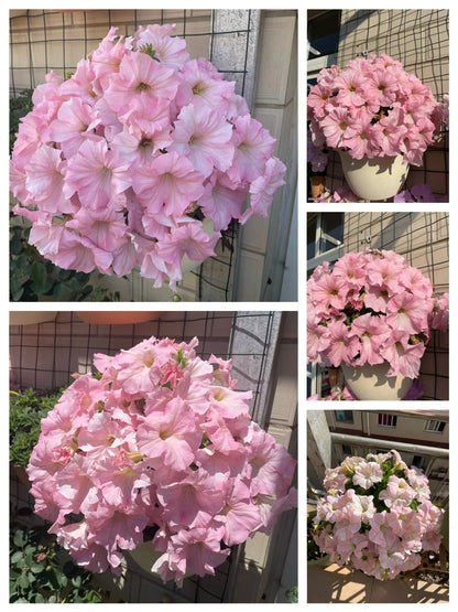 🌸The Latest Petunia Varieties In 2024