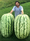 Watermelon / 20 seeds