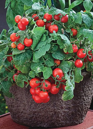 Dwarf Tomatos Seeds