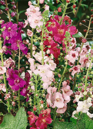 Verbascum Southern Charm Mixed