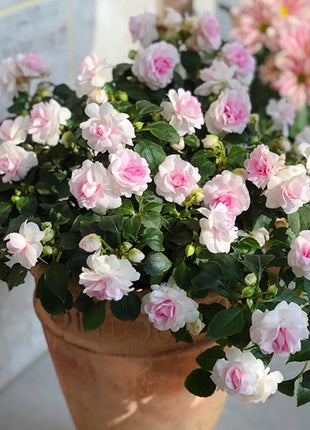 Pink Double Camellia Impatiens Sweet Princess Seeds