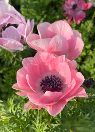 🌸Double Anemone Seeds