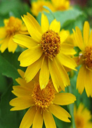 Melampodium paludosum Seeds, Original Package 20pcs Garden bonsai Flower seeds, high temperature resistance