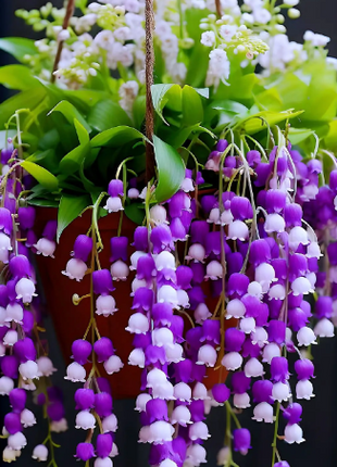 💐Lily of the Valley - Happiness Arrives