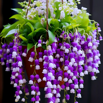 💐Lily of the Valley - Happiness Arrives