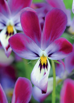 'Bunny Ears' Viola Seeds