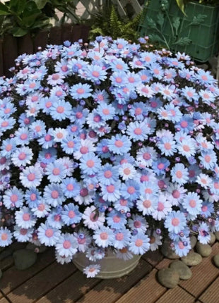 Blue Daisy Felicia Amelloides Chrysanthemum