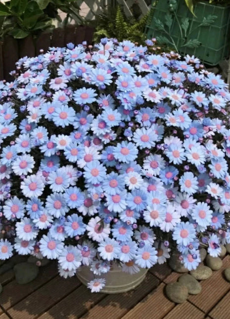 Blue Daisy Felicia Amelloides Chrysanthemum