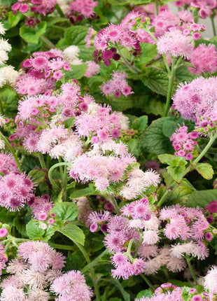Ageratum Seeds—Heirloom Seed