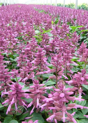 Salvia Splendens Ornamental Flower Seeds