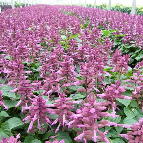Salvia Splendens Ornamental Flower Seeds