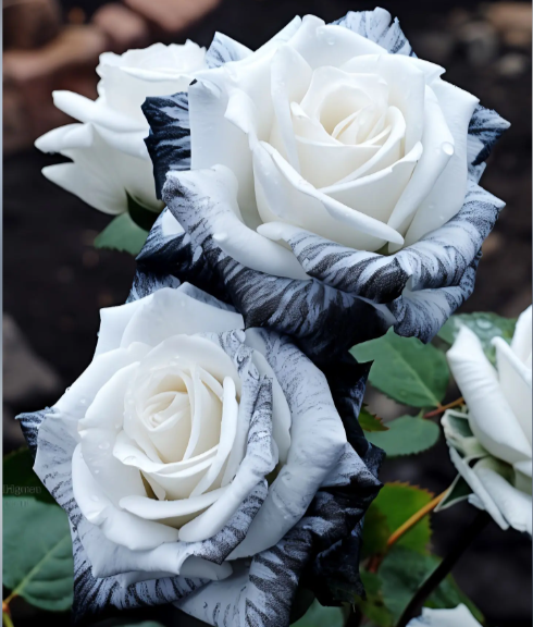 Rare Ink Rose Seeds