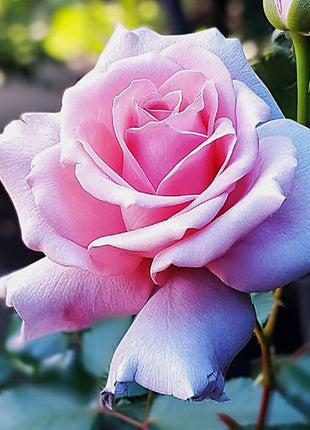 Rare Blue Pink Rose Seeds