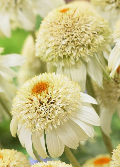 Echinacea purpurea 'Milkshake' (Coneflower)