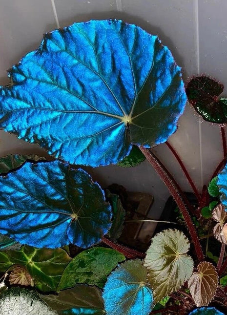 Peacock Begonia - blue begonia