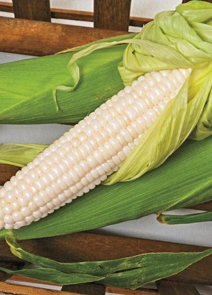 Sweet Corn Freedom MXR F1