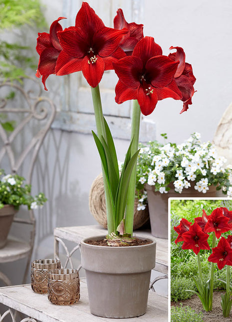 Arabian Night Amaryllis